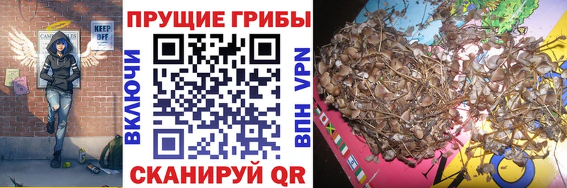 Псилоцибиновые грибы мицелий  Семёнов 